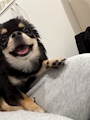 chiko