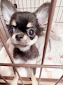 chiko