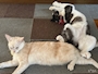 新着ブログ 暑さで伸びてる🐱