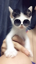 しほ
