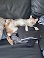 chiko
