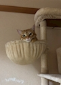 新着ブログ 今日もいます🐈