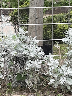 まい「😻」