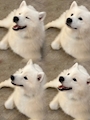chiko