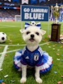 chiko