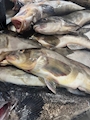 新着ブログ 釣り🎣