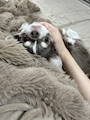 chiko