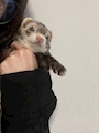 chiko