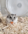 chiko
