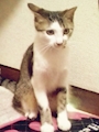 chiko
