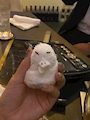 chiko