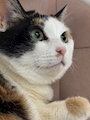 chiko