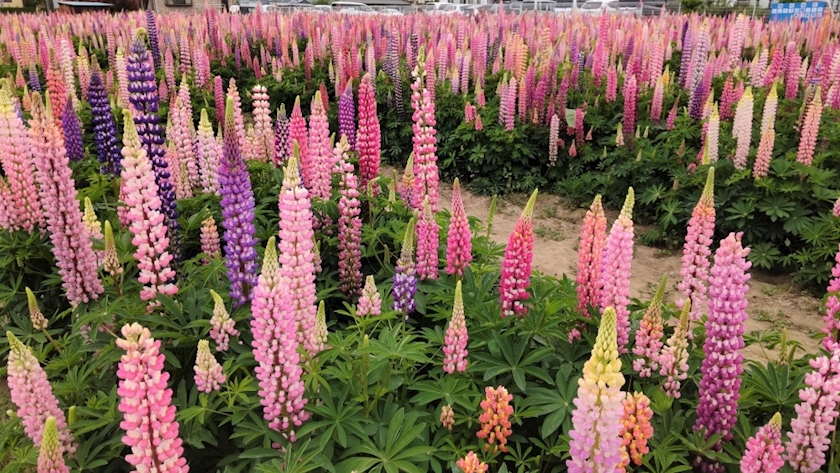 🌈11.3🍀 - 🐦‍⬛美桜-ミオ-🌙。 - クラブ蘭・ラン - 古河・東口