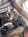 chiko
