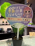 体験入店