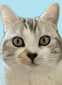 渋谷のアイドルねるねるねるる