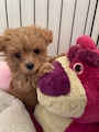 chiko
