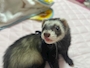 chiko