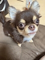 chiko