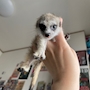 chiko