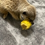 chiko