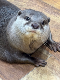 みゆう