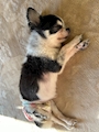 chiko