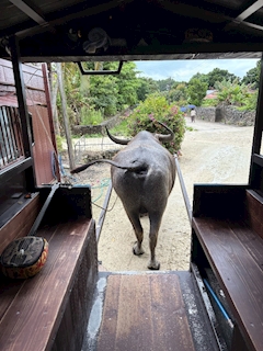 さいか