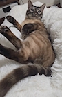 chiko