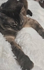chiko