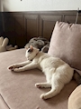 chiko