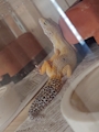 chiko
