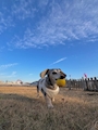 chiko