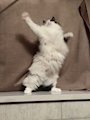 chiko