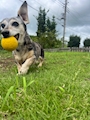 chiko