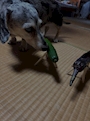 chiko