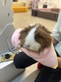 chiko
