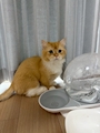 chiko