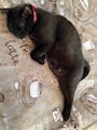 chiko