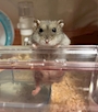 chiko