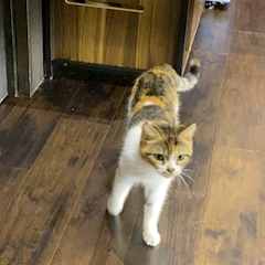 はせ「猫カフェに行った🐈」