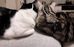 あい 本八幡Fortuna