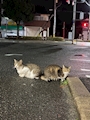 新着ブログ 夜カフェ行った時コンビニ寄ったらねこにゃんおって可愛すぎたのだった