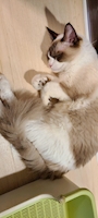 chiko