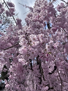 えりな