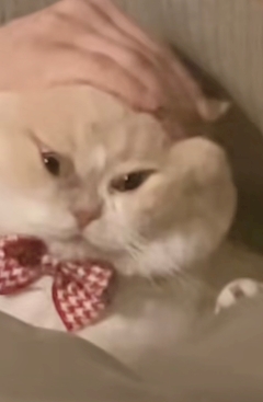 りほ