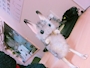 chiko