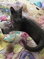 chiko