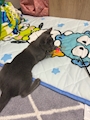 chiko