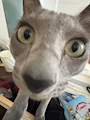 chiko